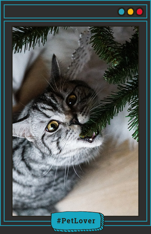 pasos para preparar una Navidad segura para gatos